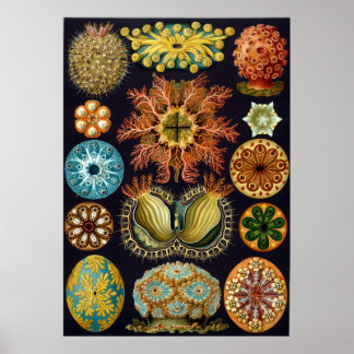 Ernst Haeckel Ascidiae Poster