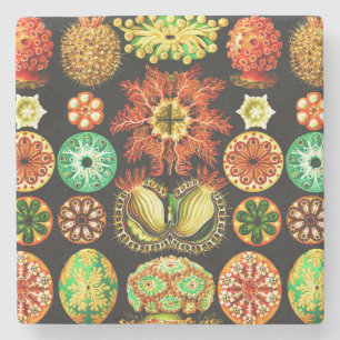 Ernst Haeckel Ascidiae Stone Coaster