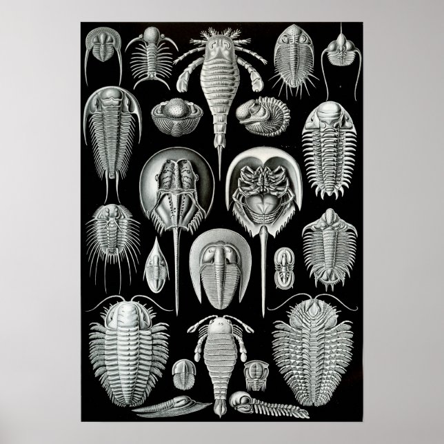 Ernst Haeckel Aspidonia crabs Poster (Front)