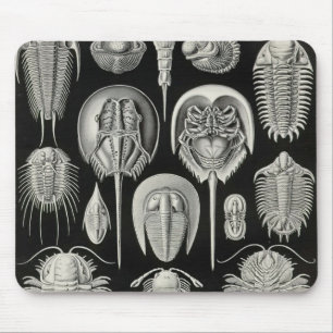 Ernst Haeckel - Aspidonia Detail Mouse Pad