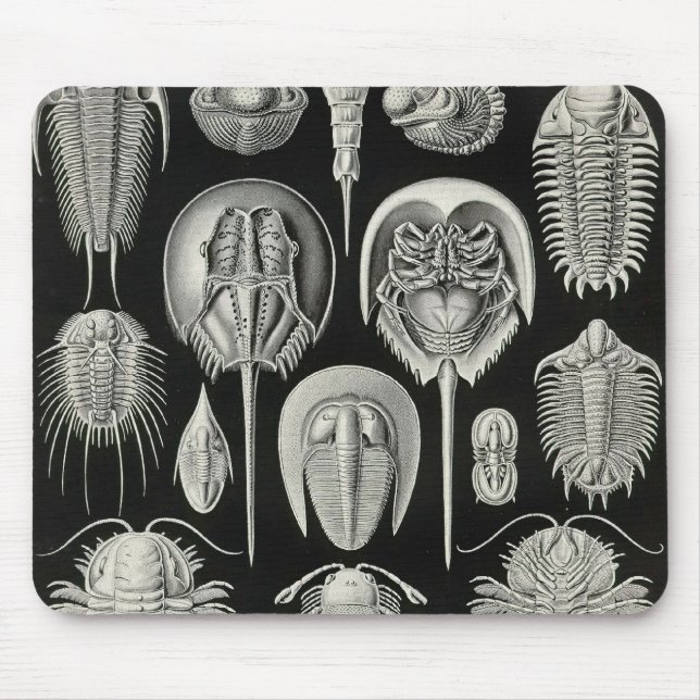 Ernst Haeckel - Aspidonia Detail Mouse Pad (Front)