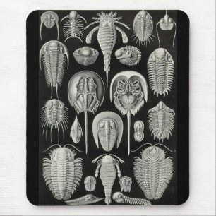 Ernst Haeckel - Aspidonia Mouse Pad