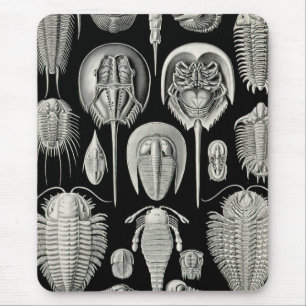Ernst Haeckel Aspidonia Mouse Pad