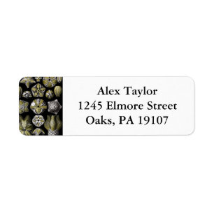 Ernst Haeckel Blastoidea Return Address Label