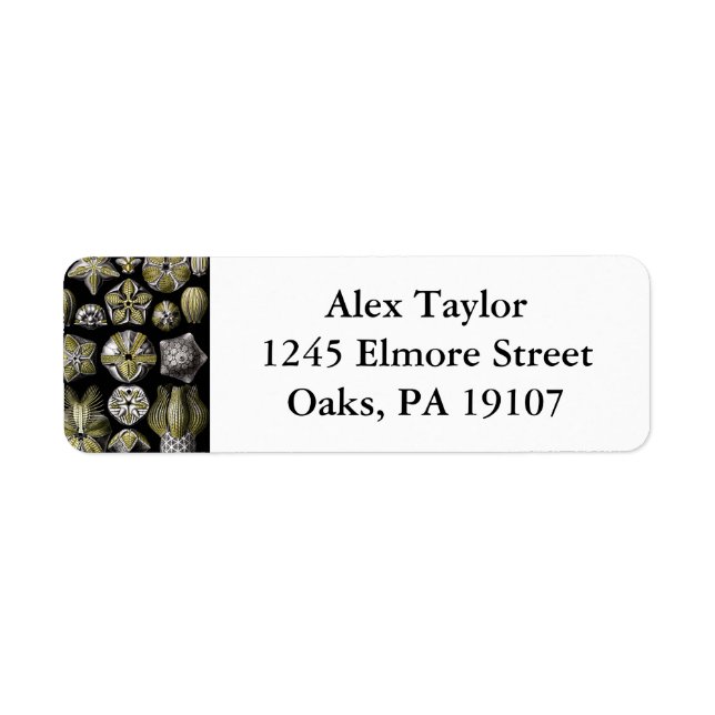Ernst Haeckel Blastoidea Return Address Label (Front)
