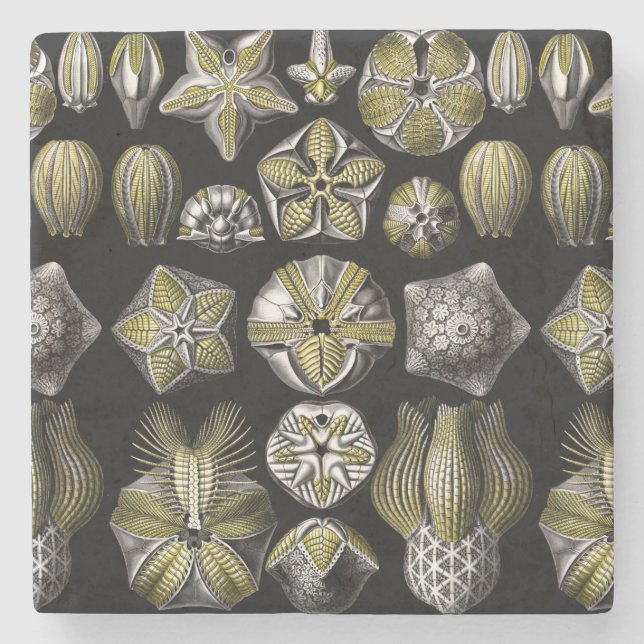 Ernst Haeckel Blastoidea Stone Coaster (Front)