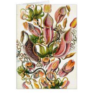 ernst haeckel botanical art