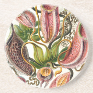 ernst haeckel botanical art coaster