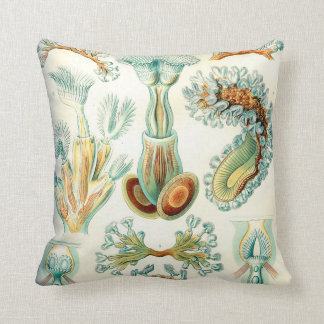 Ernst Haeckel Bryozoa invertebrates Cushion