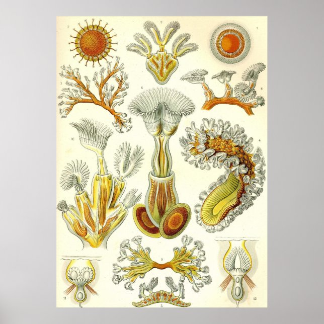 Ernst Haeckel - Bryozoa Poster (Front)