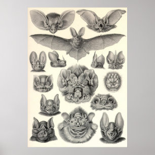 Ernst Haeckel - Chiroptera Bats Poster