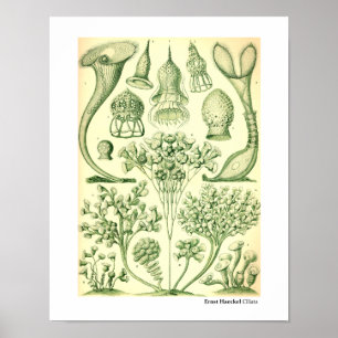 Ernst Haeckel Ciliata Poster