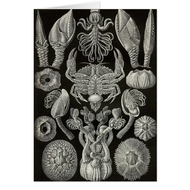 Ernst Haeckel - Cirripedia (Front)