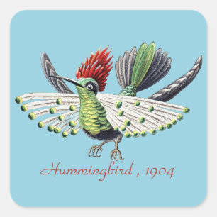 Ernst Haeckel Colourful Hummingbird Nature Art Square Sticker