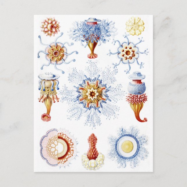 Ernst Haeckel Colourful Siphonophorae 2 Postcard (Front)
