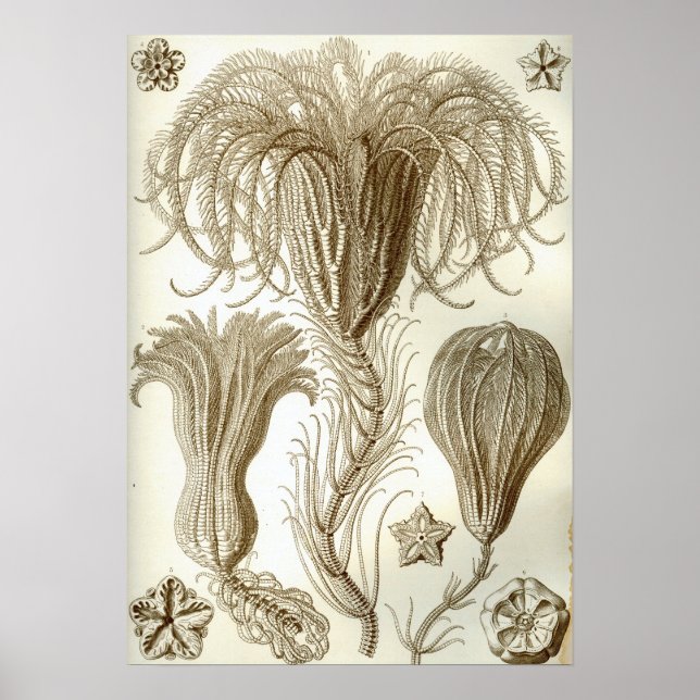 Ernst Haeckel Crinoidea feather stars Poster (Front)