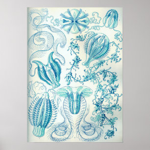 Ernst Haeckel Ctenophorae Jellyfish Poster