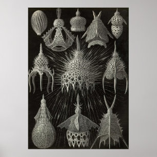 Ernst Haeckel - Cyrtoidea Poster