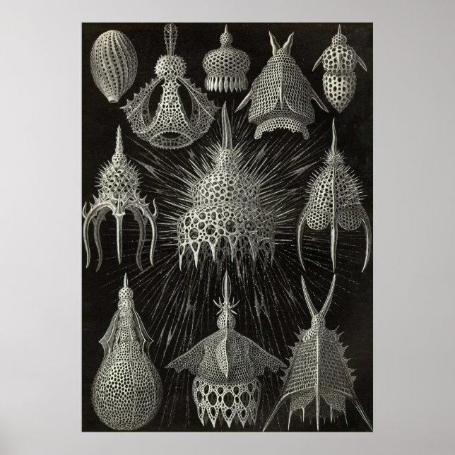 Ernst Haeckel - Cyrtoidea Poster (Front)