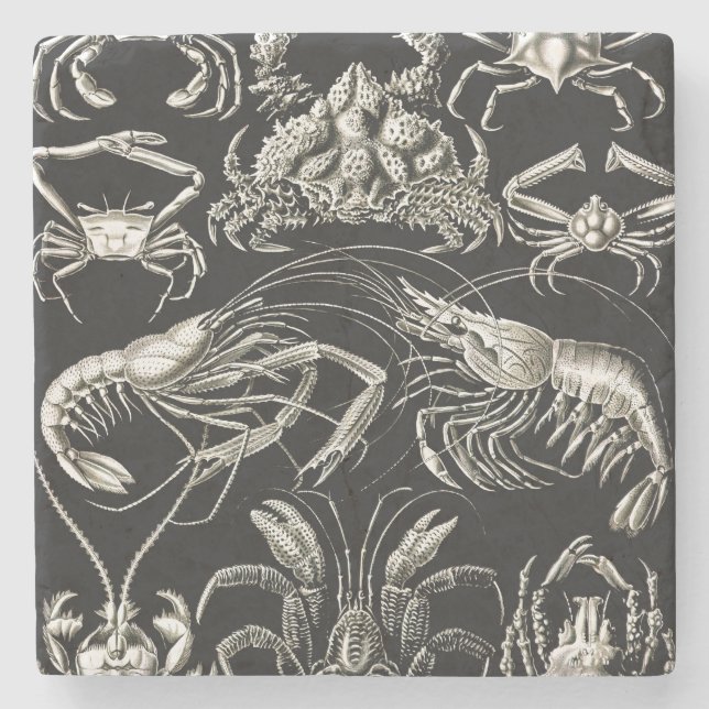 Ernst Haeckel Decapoda Stone Coaster (Front)