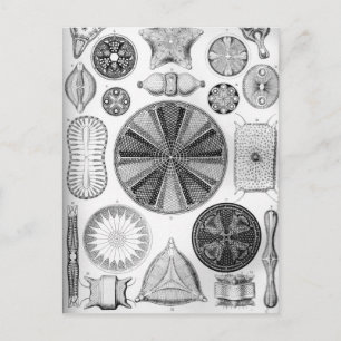 Ernst Haeckel Diatomea Postcard