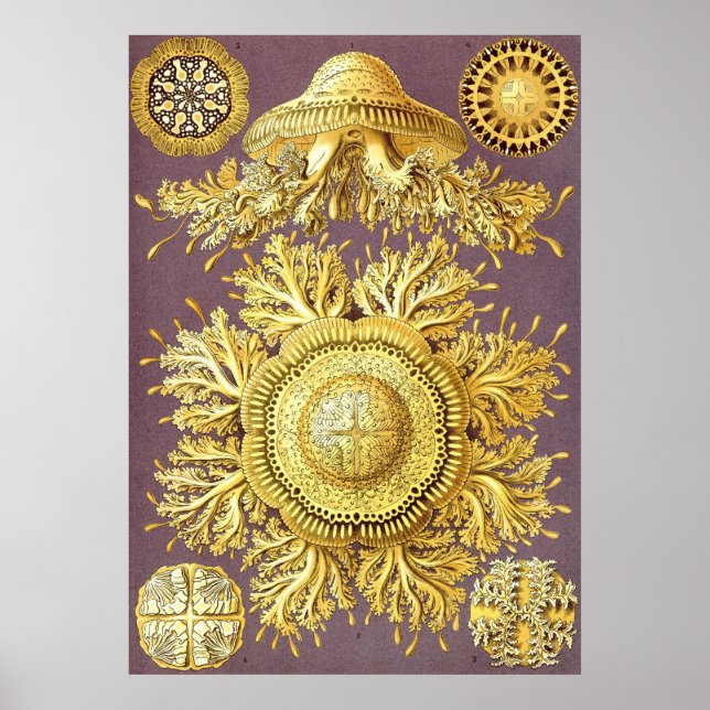 Ernst Haeckel - Discomedusae3 Poster (Front)