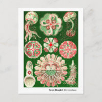 Ernst Haeckel Discomedusae (Aurelia) New Address