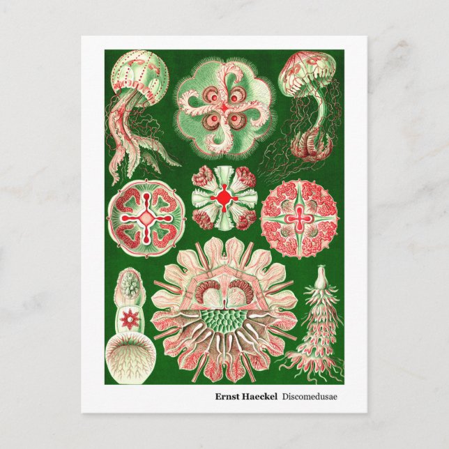 Ernst Haeckel Discomedusae (Aurelia) New Address Announcement Postcard (Front)