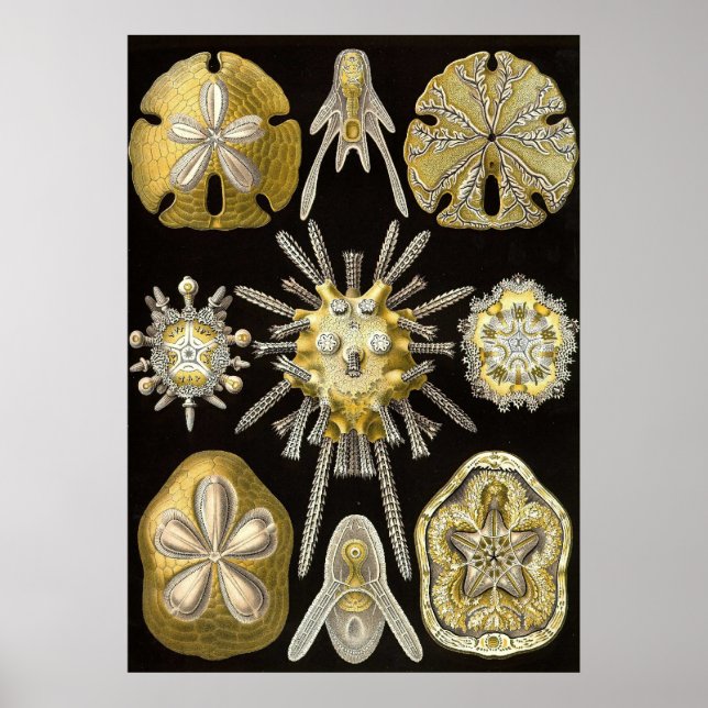Ernst Haeckel - Echinidea Poster (Front)