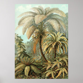 Ernst Haeckel - Filicinae2 Poster