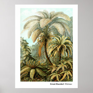 Ernst Haeckel Filicinae Poster