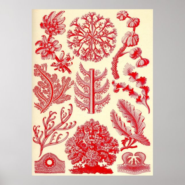 Ernst Haeckel - Florideae Poster (Front)