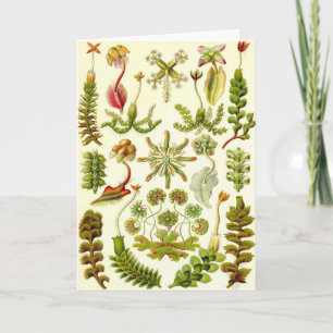 Ernst Haeckel - Hepaticae Card