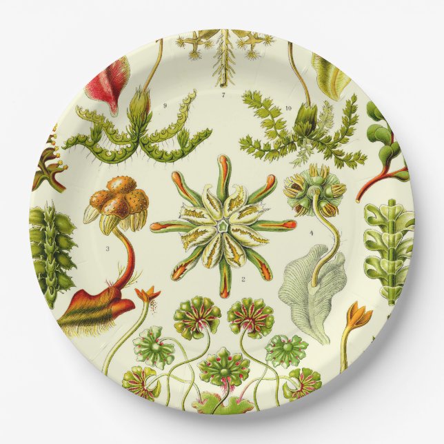 Ernst Haeckel Hepaticae Paper Plate (Front)
