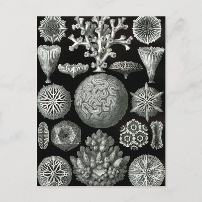 Ernst Haeckel Hexacorallia Coral Postcard (Front)