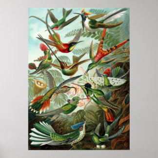 Ernst Haeckel Hummingbirds - Art Forms of Nature Poster