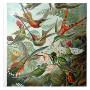 Ernst Haeckel Hummingbirds - Art Forms of Nature Tile