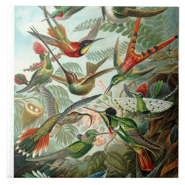 Ernst Haeckel Hummingbirds - Art Forms of Nature Tile (Front)