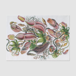 Ernst Haeckel Kunstformen der Natur Nepenthaceae P Tissue Paper