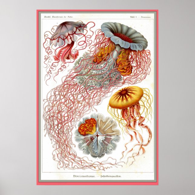 Ernst Haeckel - Kuntsformen der Nature - Tafel 8 Poster (Front)