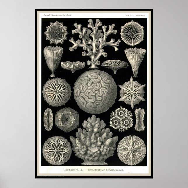 Ernst Haeckel - Kuntsformen der Nature - Tafel 9 Poster (Front)