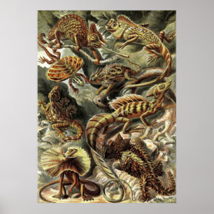 Ernst Haeckel - Lacertilia Lizards Poster