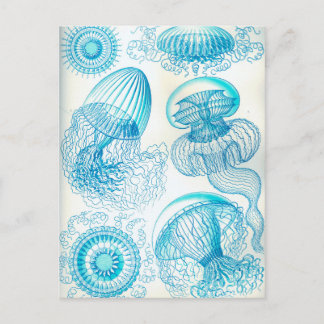 Ernst Haeckel Leptomedusae jellyfish Postcard