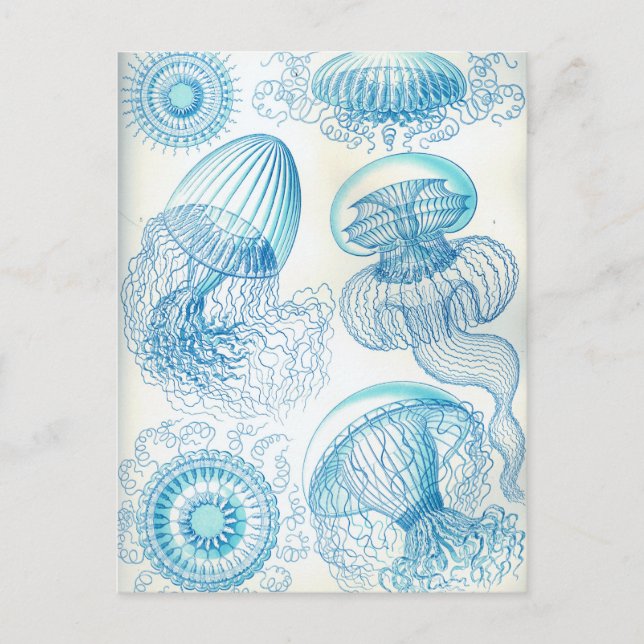 Ernst Haeckel Leptomedusae jellyfish Postcard (Front)