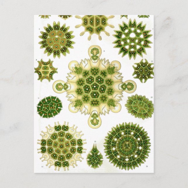 Ernst Haeckel Melethallia Postcard (Front)