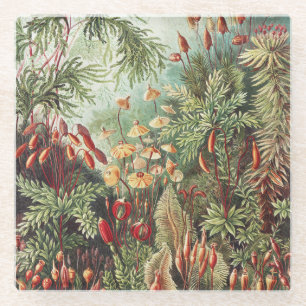 Ernst Haeckel Moss Nature Print Dark Academia Glass Coaster