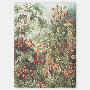 Ernst Haeckel Moss Nature Print Dark Academia Magnet