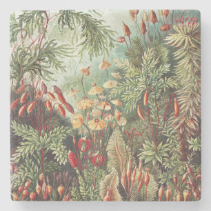Ernst Haeckel Moss Nature Print Dark Academia Stone Coaster