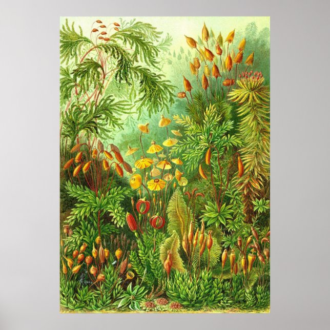 Ernst Haeckel - Muscinae Poster (Front)