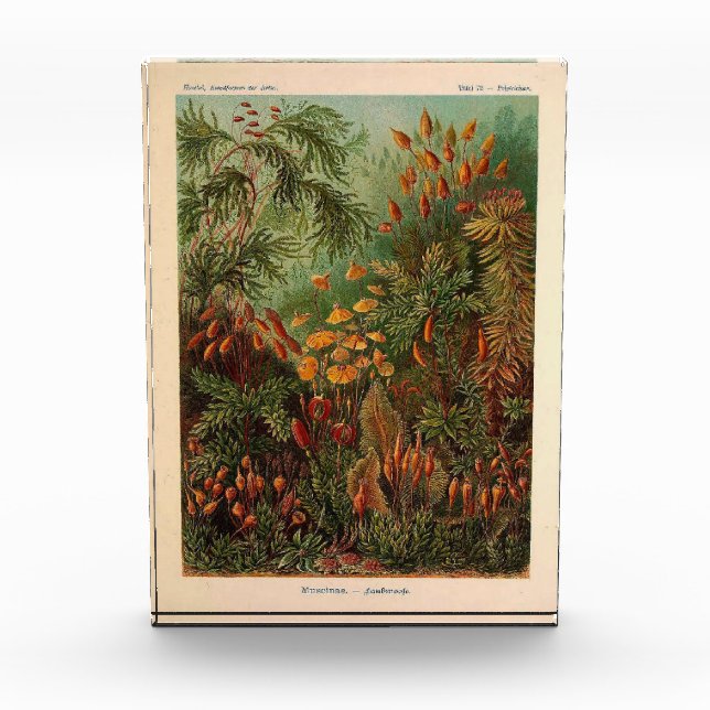 Ernst Haeckel Muscinae vintage illustration Photo Block (Front)